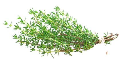 Thymian - AdobeStock_42993187