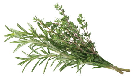 Thymian und Rosmarin - AdobeStock_292115844